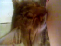 Cute kitty sucks milk from its mistress' large wobblers 